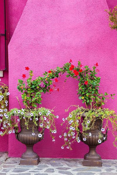 Eggers, Julie 아티스트의 Italy-Venice-Burano Island Urns planted with flowers against a bright pink wall on Burano Island작품입니다.